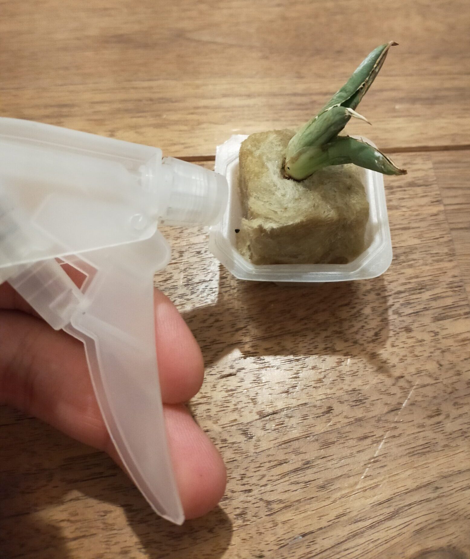 腐らない】土耕と水耕の良いとこ取り！アガベの発根管理新常識 - 植物
