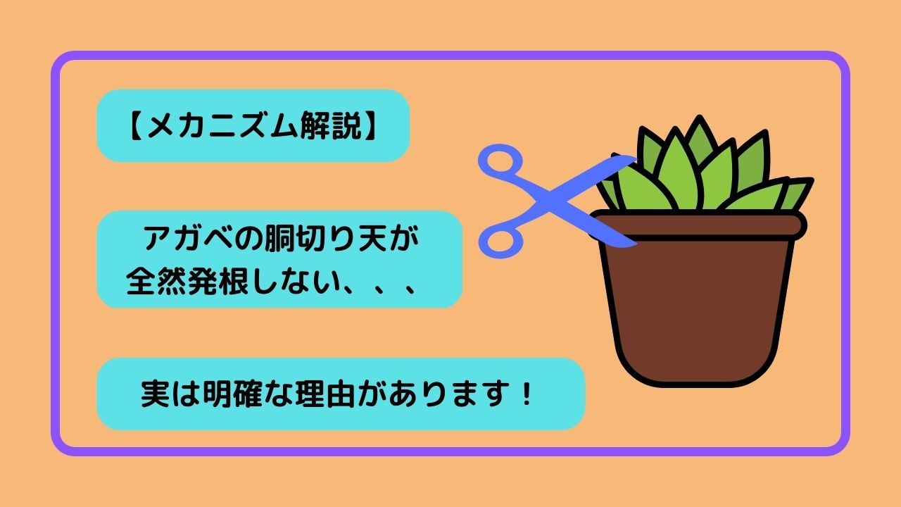 アガベの胴切り天がなかなか発根しないのはナゼ？発根のメカニズムを解説 - 植物は枯らさない