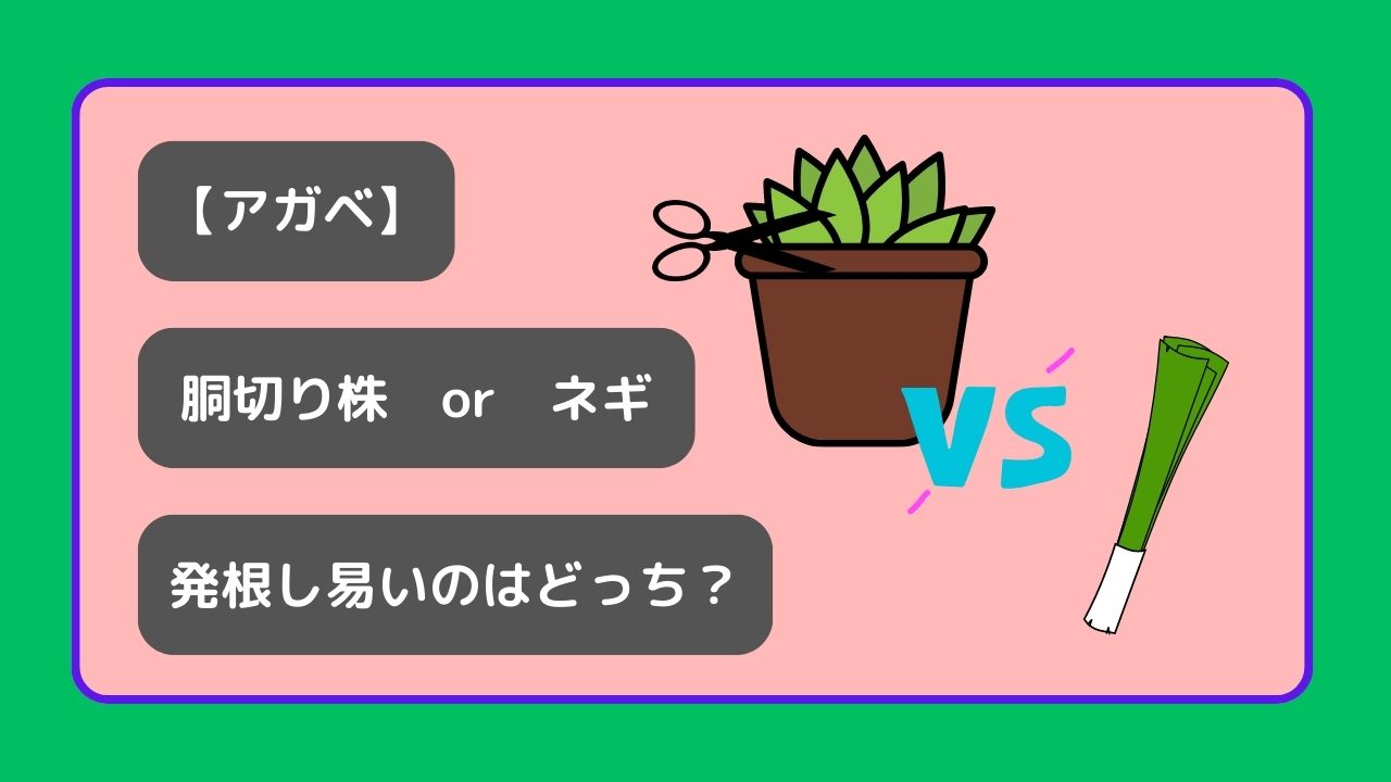 発根し易いのはどっち？胴切り子株と脇芽の子株 - 植物は枯らさない